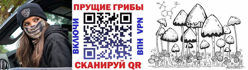 Купить закладки  Новый Уренгой  Галлюциногенные грибы Psilocybine cubensis 